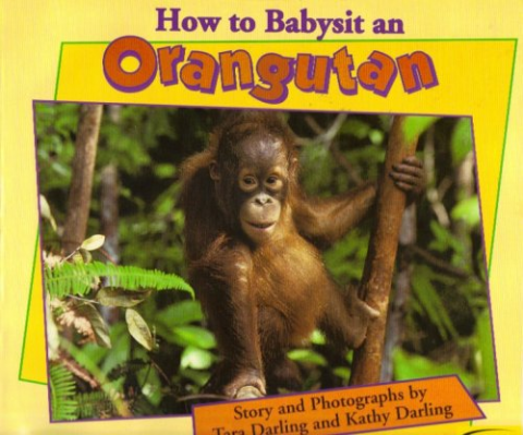 How to Babysit an Orangutan 