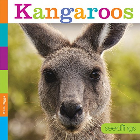 Kangaroos 