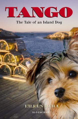 a yorki dog with crab traps in the background