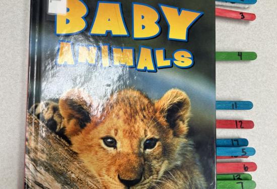 Baby Animals