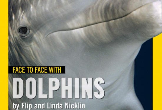 Face to Face with Dolphins 