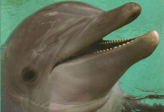 Dolphins: Close Up 