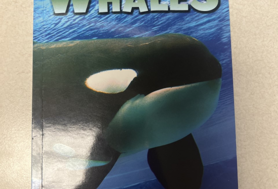 Whales: Close Up 