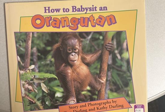 How to Babysit an Orangutan 