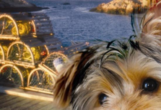 a yorki dog with crab traps in the background