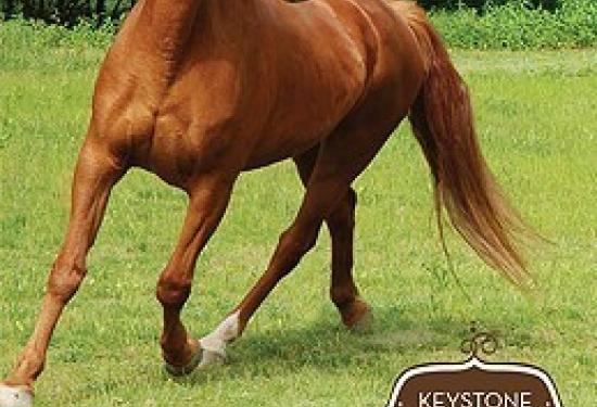 a horse with no equipment on, in a grass field