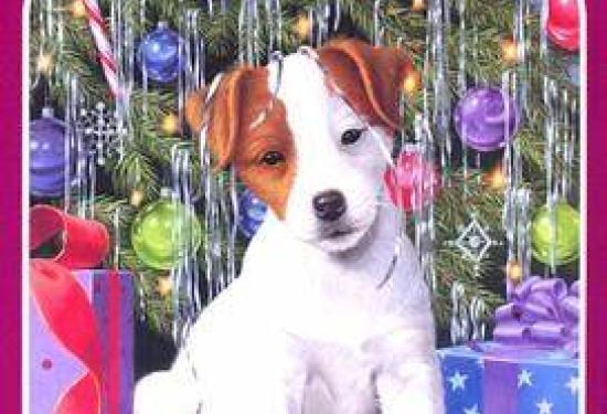 A terrier puppy sitting under a Christmas tree, surrounded by present and has tinsel on its head